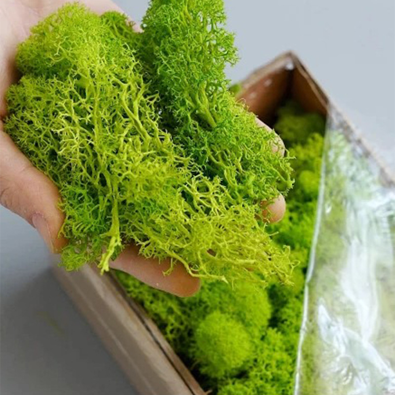 Preserved Moss Sheet - Искусственные зеленые растения Вечная жизнь Мох