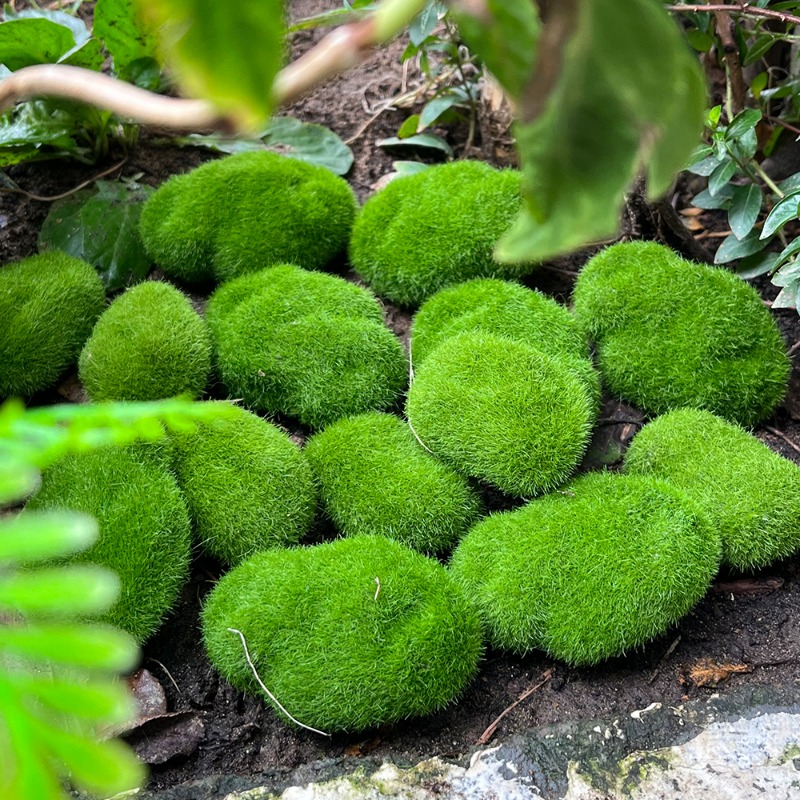 100/5 шт. Искусственные камни  – обзор и цена Preserved Moss Sheet