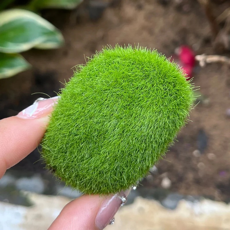 100/5 шт. Искусственные камни  – обзор и цена Preserved Moss Sheet